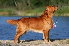 Vesterlyngs Token Of Clyde